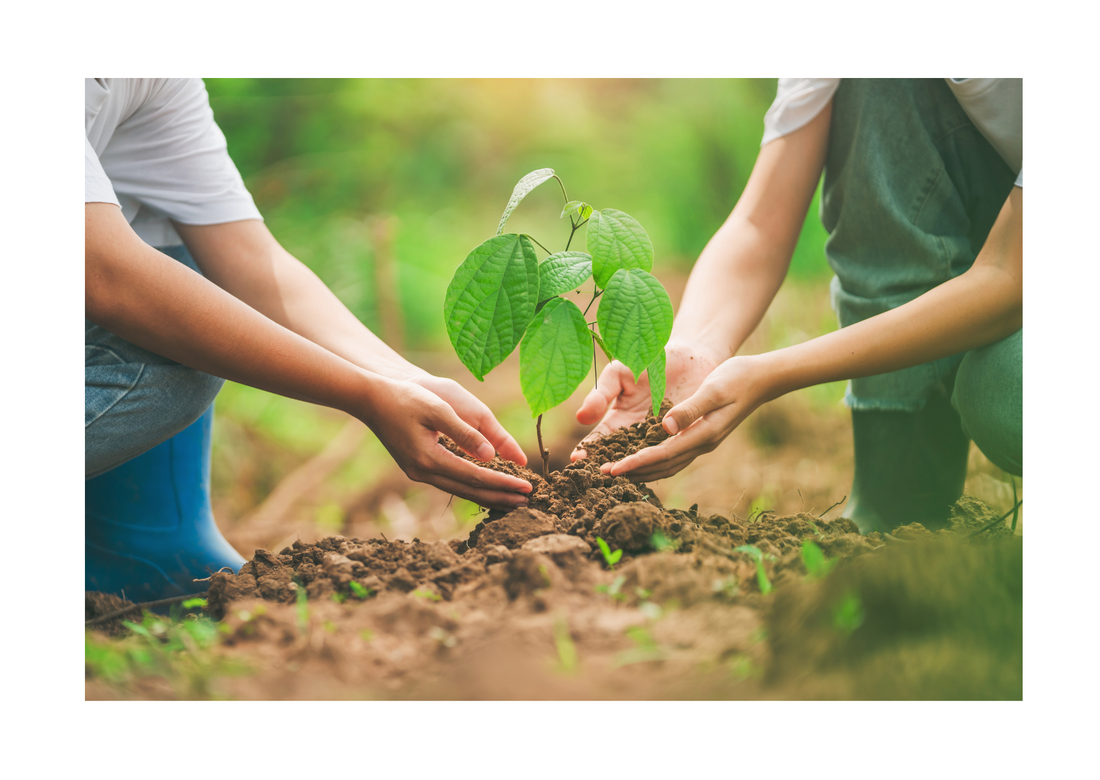 Growing More Than Just Trees: Why We Support Trees4Trees in Indonesia